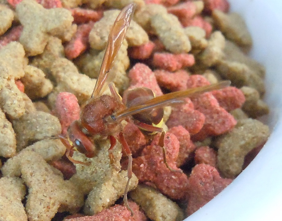 Vespa orientalis? S, Vespidae